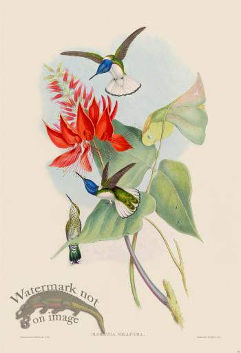 Gould Hummingbird 113